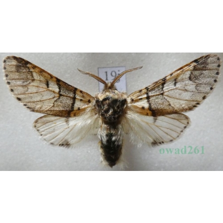Furcula bifida (Brahm, 1787) male Widłogonka dwojaczka, Leszczotka dwojaczka Czech19j